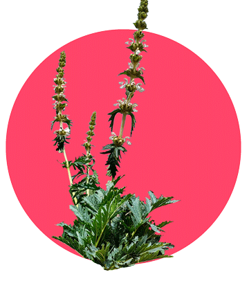 گیاه صَمَرِ مُفَصَّل در استان ایلام